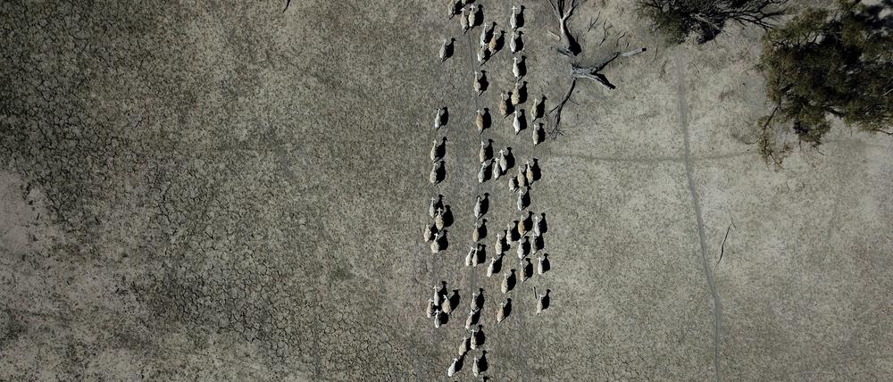 Schafe ziehen durch das karge Weideland des Schafzüchters Wayne Smiths nahe Pooncarie, Australien.