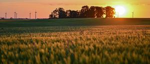 ARCHIV - 16.05.2024, Brandenburg, Mallnow: Am frühen Morgen leuchtet der Sonnenaufgang über ein Getreidefeld mit Windenergieanlagen im Landkreis Märkisch-Oderland im Osten des Landes Brandenburg. (zu dpa: «Schätzung: Weniger Getreidefläche in Brandenburg») Foto: Patrick Pleul/dpa +++ dpa-Bildfunk +++