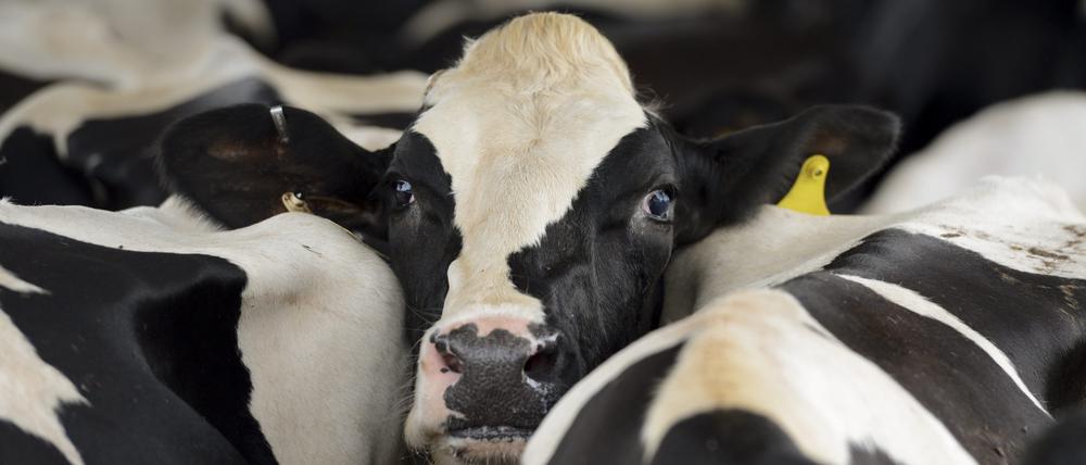 Bisher bilden Tests das Infektionsgeschehen unter Milchkühen nicht ausreichend ab.