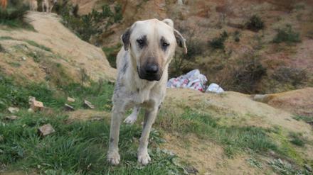 Die Türkei will zahlreiche Straßenhunde einschläfern.