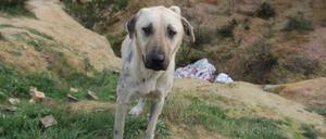 Die Türkei will zahlreiche Straßenhunde einschläfern.