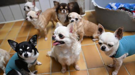 Gerettete Chihuahua Hunde aus einem Fall von „animal hoarding“