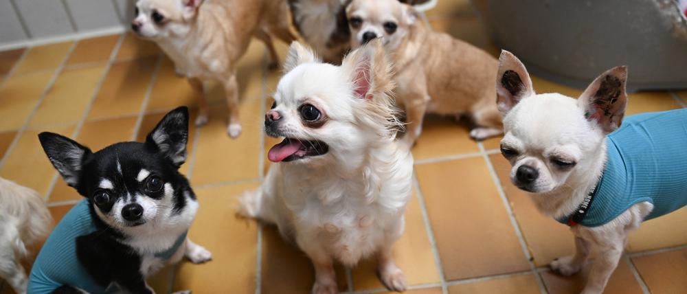 Gerettete Chihuahua Hunde aus einem Fall von „animal hoarding“