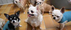 Gerettete Chihuahua Hunde aus einem Fall von „animal hoarding“