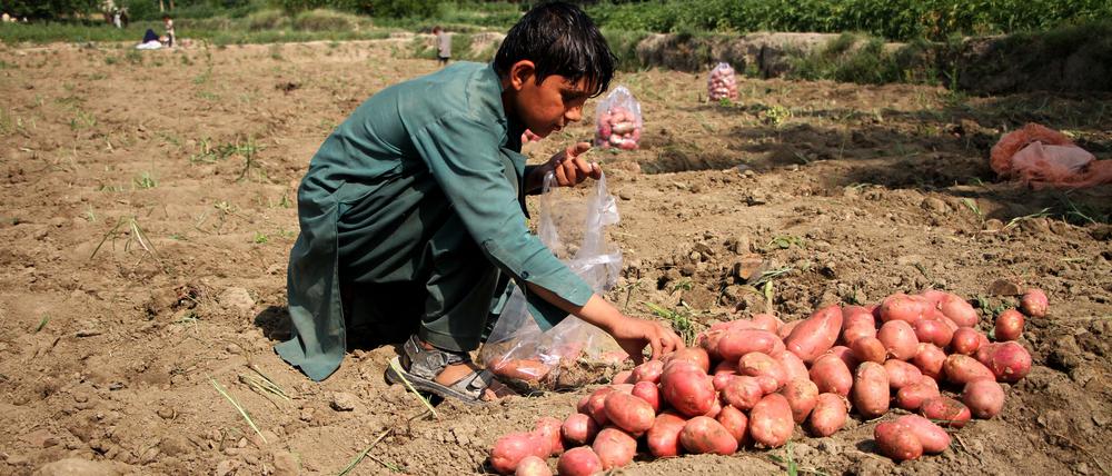 ARCHIV - 12.06.2022, Afghanistan, ---: Ein Kind erntet Kartoffeln auf einem Feld in der Provinz Nangarhar. (zu dpa: «Letzte Abstimmung: Was das EU-Lieferkettengesetz bedeutet») Foto: Saifurahman Safi/Xinhua/dpa +++ dpa-Bildfunk +++