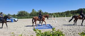 Zögerlich. Beim Training müssen die Polizeipferde über eine Plastikplane laufen.