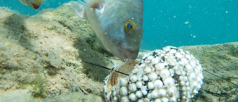 Fische fressen einen Seeigel im Mittelmeer (undatierte Aufnahme).