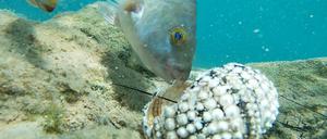 Fische fressen einen Seeigel im Mittelmeer (undatierte Aufnahme).