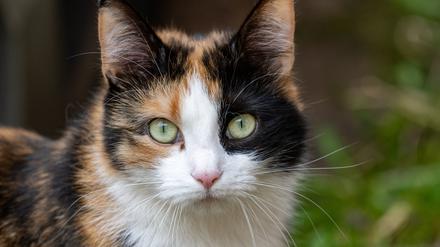 Eine Katze hat in den Niederlanden nach Vermutung der Stadtverwaltung das Rathaus der Gemeinde Dokkum geflutet und dabei einen Schaden von 325.000 Euro angerichtet. (Symbolbild)