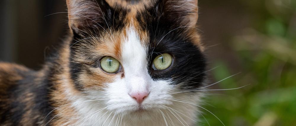 Eine Katze hat in den Niederlanden nach Vermutung der Stadtverwaltung das Rathaus der Gemeinde Dokkum geflutet und dabei einen Schaden von 325.000 Euro angerichtet. (Symbolbild)