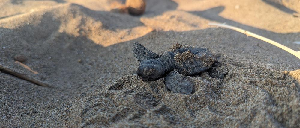 Eine frisch geschlüpfte Meeresschildkröte (Caretta caretta) an einem Strand in Griechenland.