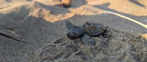 Eine frisch geschlüpfte Meeresschildkröte (Caretta caretta) an einem Strand in Griechenland.