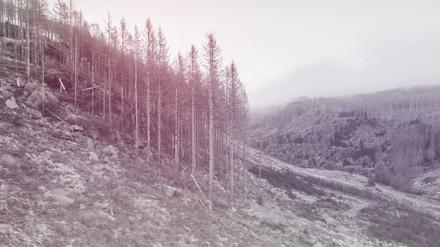 Abgestorbene Fichten im Oberharz