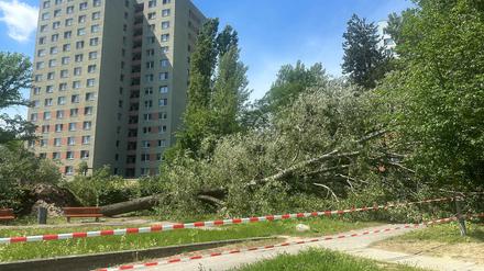 Umgestürzte Pappeln am Kiewitt in Potsdam, versperren den Uferweg, haben teilweise einen Spielplatz unter sich begraben.