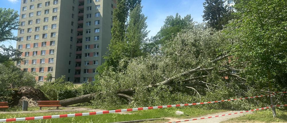 Umgestürzte Pappeln am Kiewitt in Potsdam, versperren den Uferweg, haben teilweise einen Spielplatz unter sich begraben.