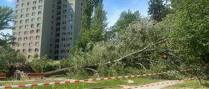 Umgestürzte Pappeln am Kiewitt in Potsdam, versperren den Uferweg, haben teilweise einen Spielplatz unter sich begraben.