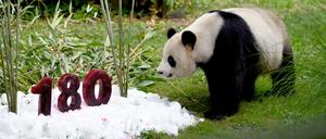 Berlin: Jiao Qing, ein 13-jähriges Pandabär-Männchen, im Zoo.