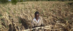 James Tshuma, ein Bauer im Bezirk Mangwe im Südwesten Simbabwes, steht inmitten seines ausgetrockneten Feldes inmitten einer Dürre in Simbabwe. Eine neue Dürre hat Millionen von Menschen im südlichen Afrika mit Hunger konfrontiert, da sie die Auswirkungen extremer Wetterbedingungen zu spüren bekommen, die nach Ansicht von Wissenschaftlern immer häufiger und schädlicher werden. 