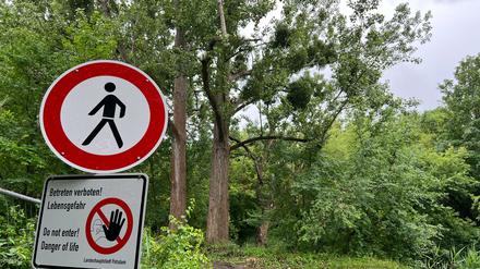 Der BUND kämpft weiter um die Pappeln an der Drewitzer Nuthe.