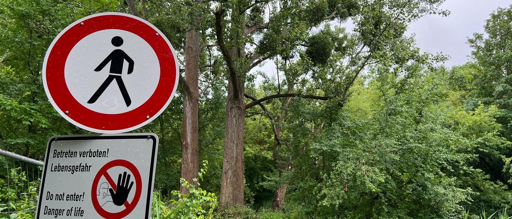 Der BUND kämpft weiter um die Pappeln an der Drewitzer Nuthe.