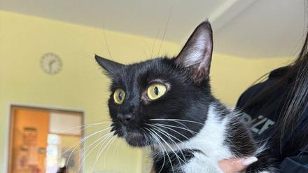 Katze im Bus gefunden