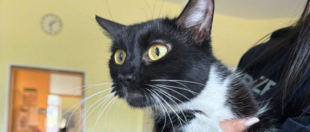 Katze im Bus gefunden