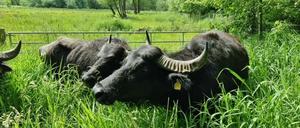 Tierische Attraktion im Fließtal: Der Bezirk hat angekündigt, wann die gutmütigen Rinder wieder auf die Weide dürfen.