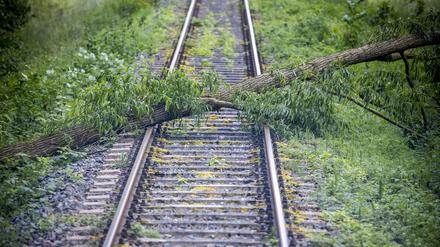 Ein umgestürzter Baum blockiert Schienen (Symbolbild)