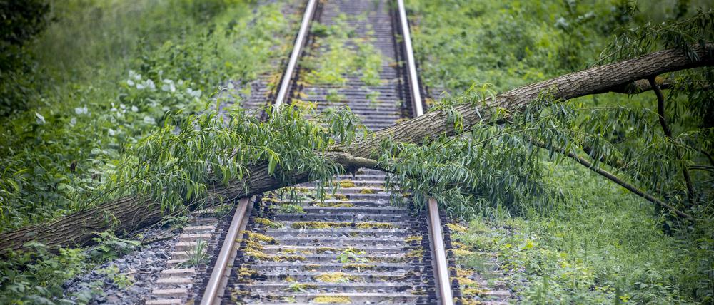 Ein umgestürzter Baum blockiert Schienen (Symbolbild)