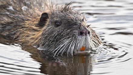 Die Nutria wird auch Sumpfbiber genannt, ist jedoch kleiner als ein Biber und hat im Gegenteil zum Biber keinen platten, sondern einen spitzen Schwanz. 