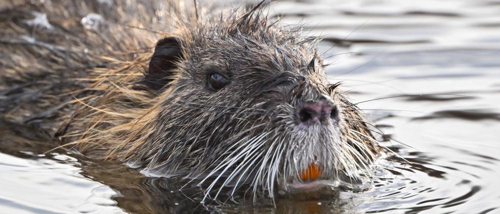 Die Nutria wird auch Sumpfbiber genannt, ist jedoch kleiner als ein Biber und hat im Gegenteil zum Biber keinen platten, sondern einen spitzen Schwanz.