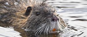 Die Nutria wird auch Sumpfbiber genannt, ist jedoch kleiner als ein Biber und hat im Gegenteil zum Biber keinen platten, sondern einen spitzen Schwanz. 