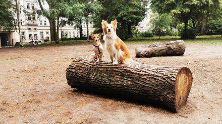 Auf einem Hundeauslaufplatz in Friedrichshain wird es für die Tiere gefährlich.