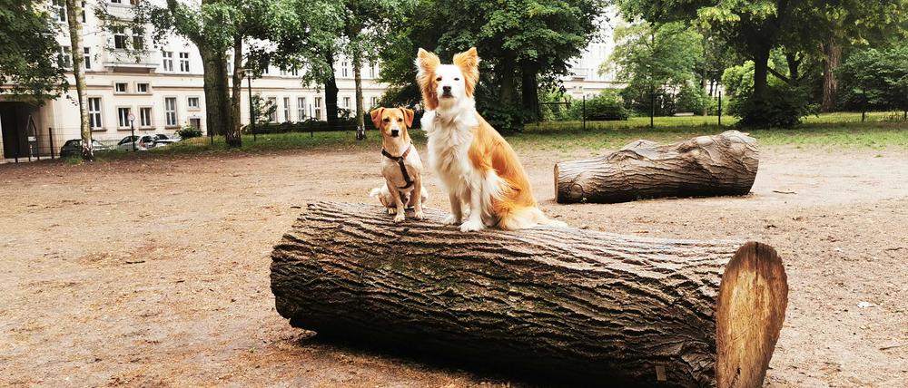 Auf einem Hundeauslaufplatz in Friedrichshain wird es für die Tiere gefährlich.