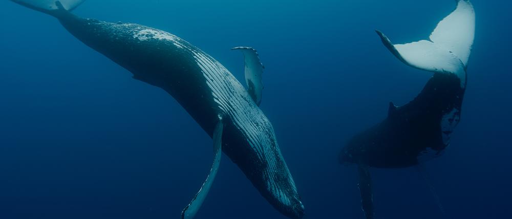 Der Dokumentarfilm „Whale Nation“ zeigt Wale als Hüter des Planeten - und Vorbilder für menschliches Miteinander.