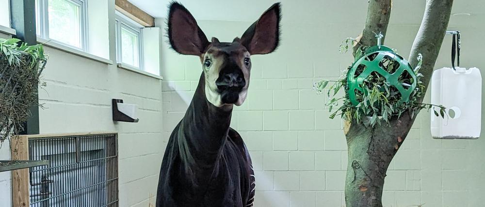 Ein Okapi steht im Tierpark Berlin.