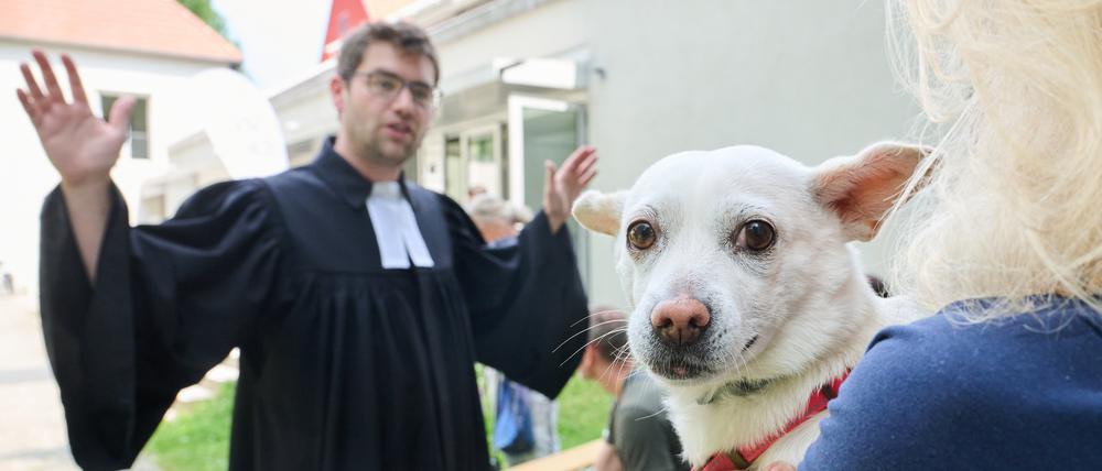 Evangelischer Gemeinde Rudow hat eine Tiersegnung organisiert.