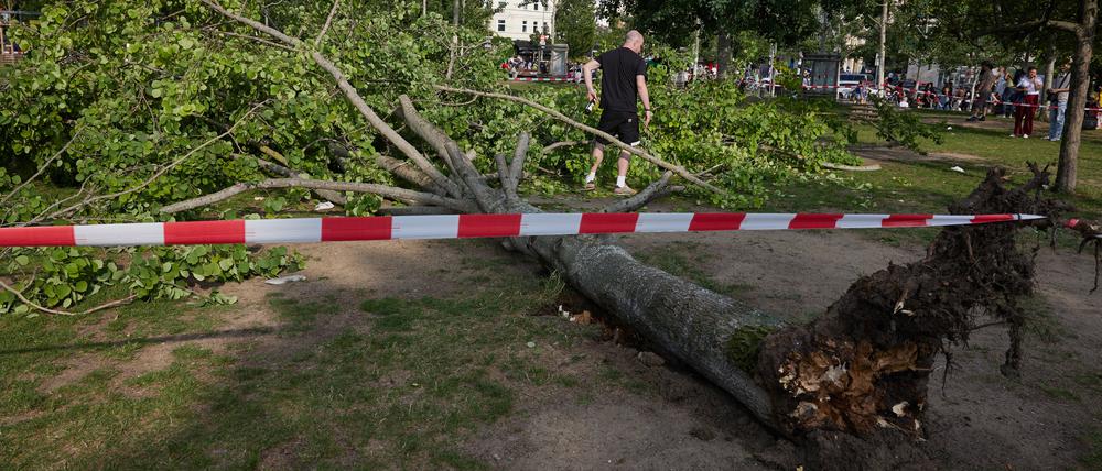 02.06.2024, Berlin: Ein umgestürzter Baum liegt im Mauerpark. Am späten Nachmittag fiel der Baum auf darunter sitzende Menschen. Drei davon wurden verletzt. Die Ursache ist noch nicht bekannt. Foto: Jörg Carstensen/dpa +++ dpa-Bildfunk +++