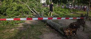 Umgestürzter Baum im Mauerpark.