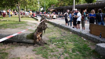 Umgestürzte Pappel im Mauerpark.