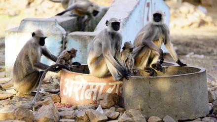 Ein indischer Langurenaffe trinkt während einer Hitzewelle in Pushkar, Indien, am 31. Mai 2024 Wasser aus einem Wasserhahn am Straßenrand. 
