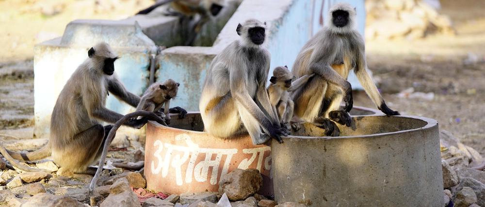 Ein indischer Langurenaffe trinkt während einer Hitzewelle in Pushkar, Indien, am 31. Mai 2024 Wasser aus einem Wasserhahn am Straßenrand.