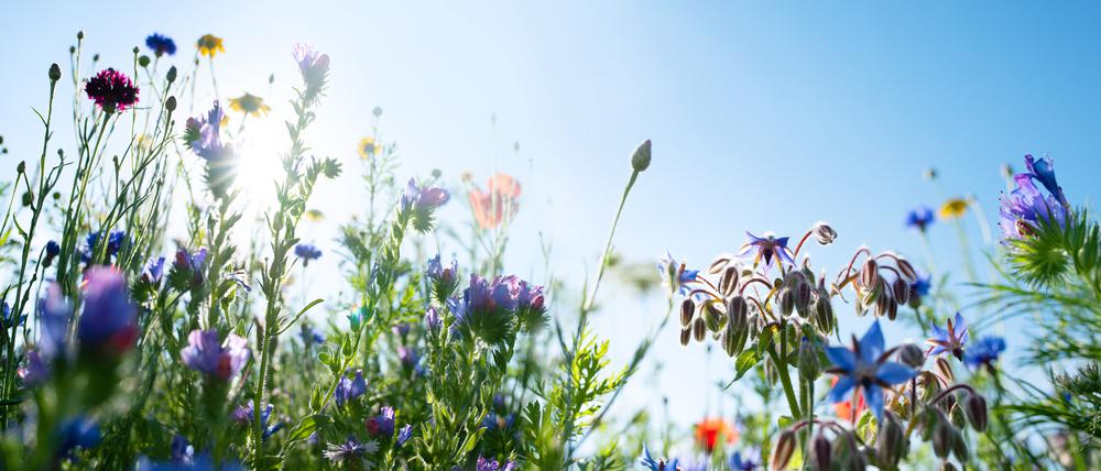 Eine Blühwiese bietet Nahrung für Insekten. So etwas auf dem Firmengelände anzulegen, ist keine Hexerei.