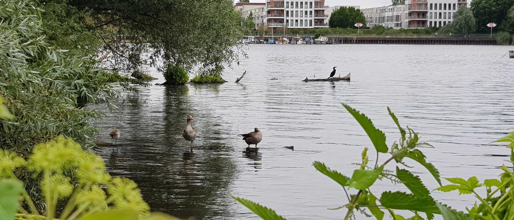 Rummelsburger Bucht an der Halbinsel Stralau.