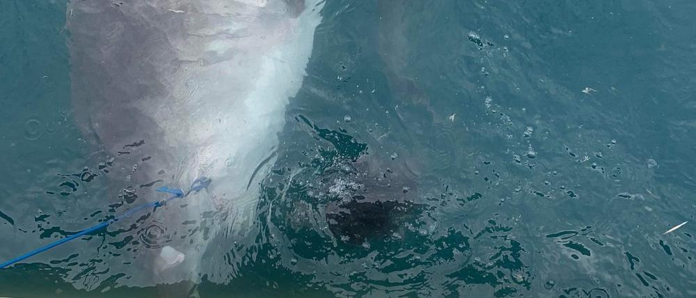 Den Forschern ist nur ein Bild gelungen, aber man könne die Umrisse des Schnabeligels im Wasser (rechts) erkennen.