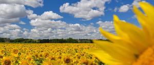 Auf einem Feld im Oderbruch blühen Sonnenblumen.