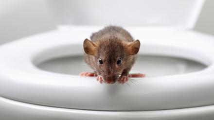 Eine Ratte sitzt auf einer Toilettenbrille.