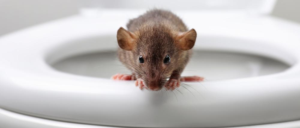 Eine Ratte sitzt auf einer Toilettenbrille.