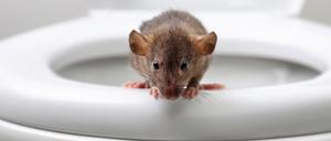 Eine Ratte sitzt auf einer Toilettenbrille.