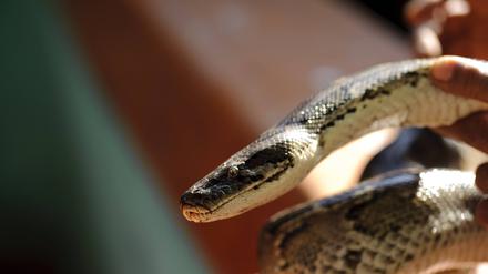 Symbolfoto eines Pythons